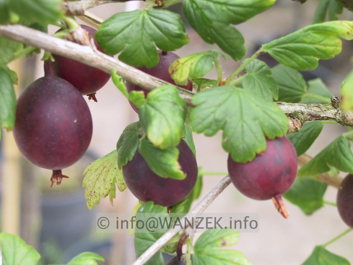 Stachelbeere Rovada.JPG